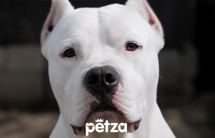 Dogo Argentino Özellikleri