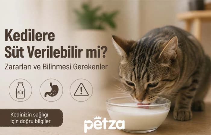 Kedilere Süt Verilebilir Mi?