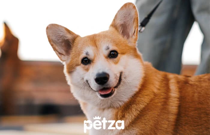 Erkek Köpek İsimleri