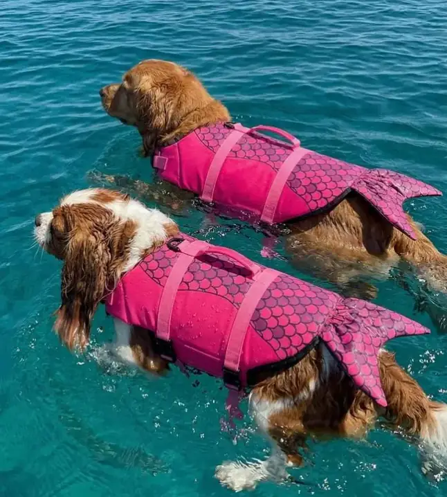 Petza Blush Köpek Can Yeleği