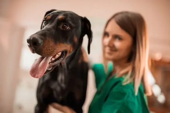 Doberman Köpek Özellikleri