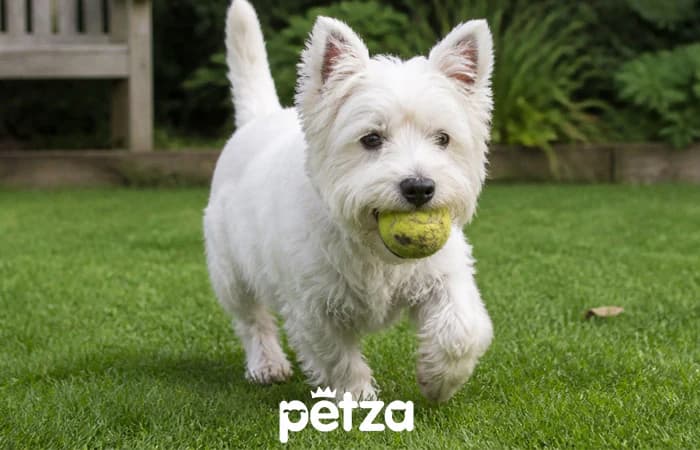 Westie (West Highland White Terrier) Köpek Özellikleri