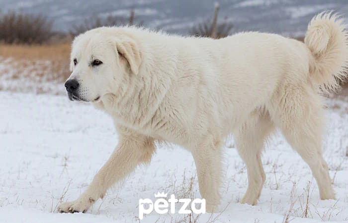 Akbaş Köpek Özellikleri