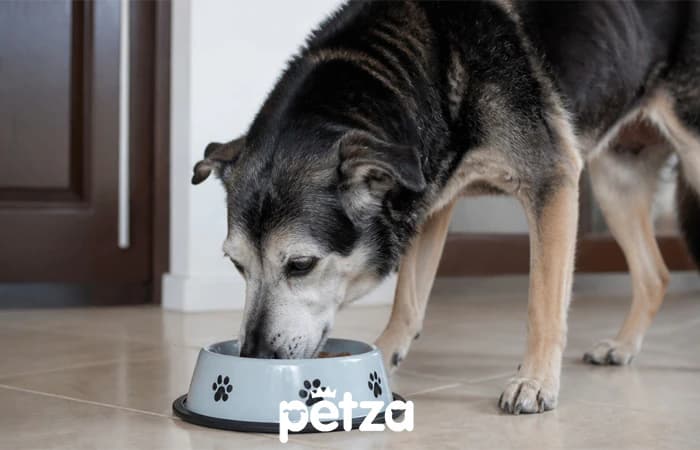 Yaşlı Köpeklerde Beslenme