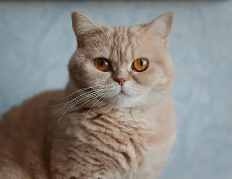 Selkirk Rex Kedi Özellikleri
