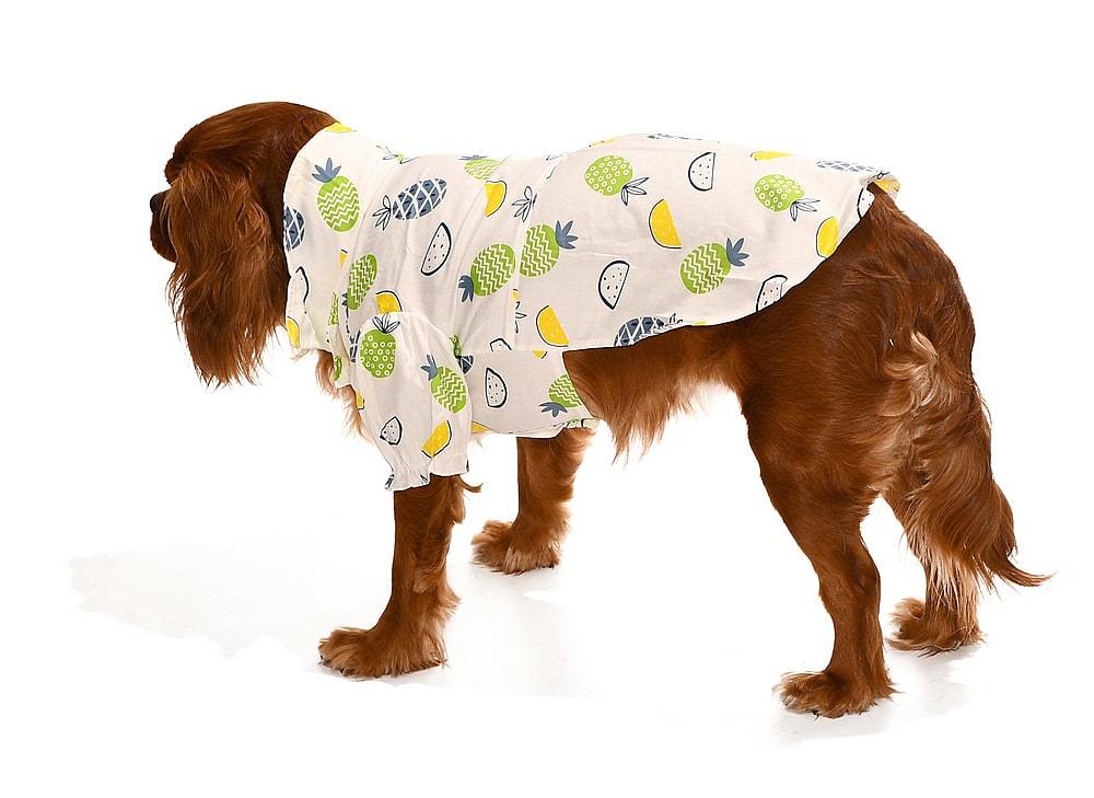 Küçük ve Orta Irk Köpek Gömlek Noora - Köpek Kıyafeti