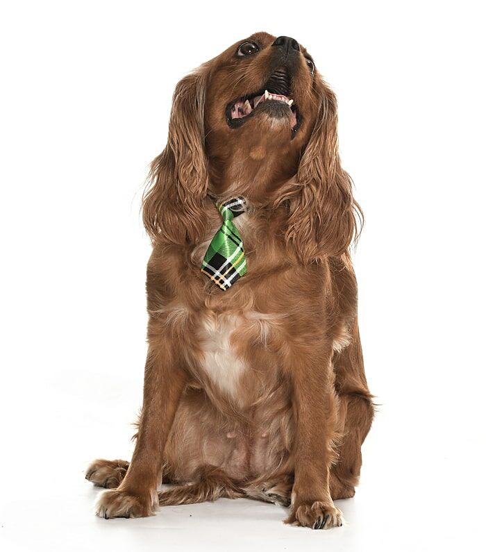 Köpek Kravat / Chidi