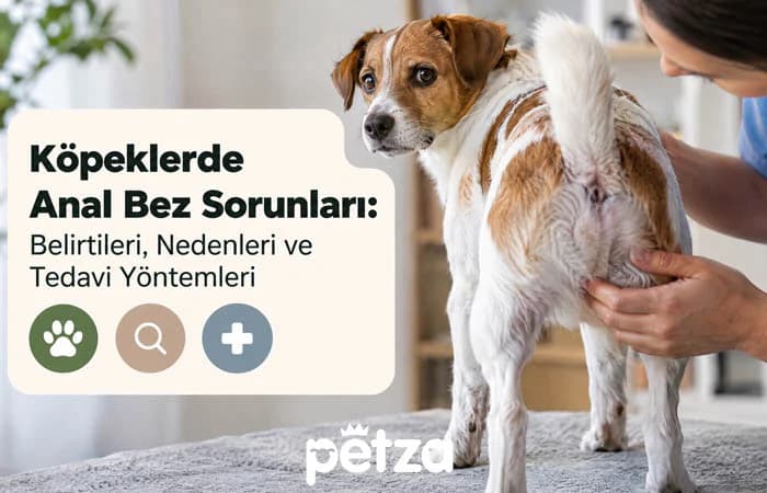 Köpeklerde Anal Bez Sorunları