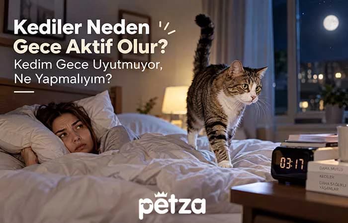 Kediler Neden Gece Aktif Olur?