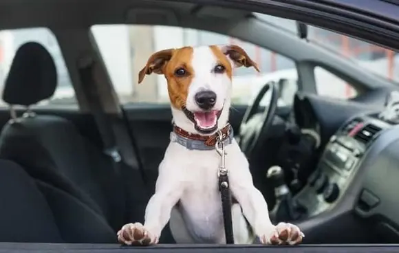 Jack Russell Köpek Özellikleri