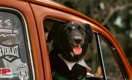 Köpek Araba Yolculuğu