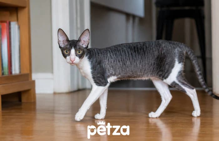 Cornish Rex Kedisi Özellikleri