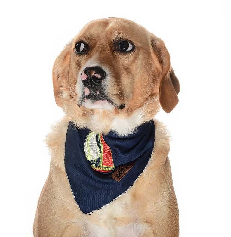 Köpek Bandana / Sailor