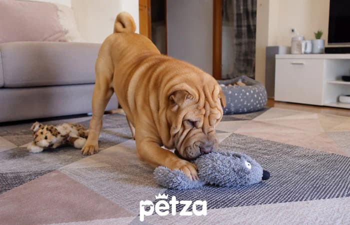 Shar Pei Köpek Özellikleri