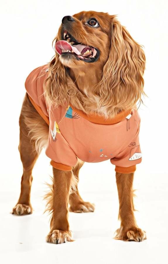 Küçük ve Orta Irk Köpek Sweater - Matru