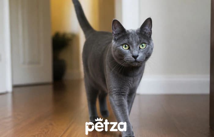 Korat Kedisi Özellikleri
