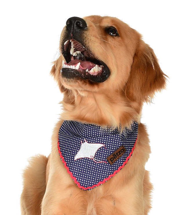 Köpek Bandana / Zion