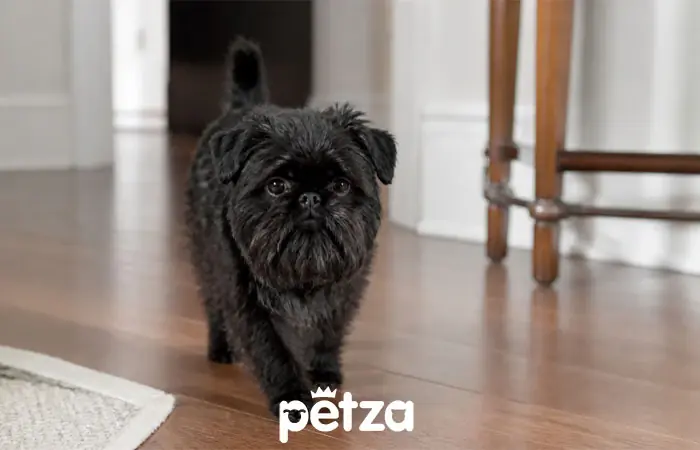 Affenpinscher Köpek