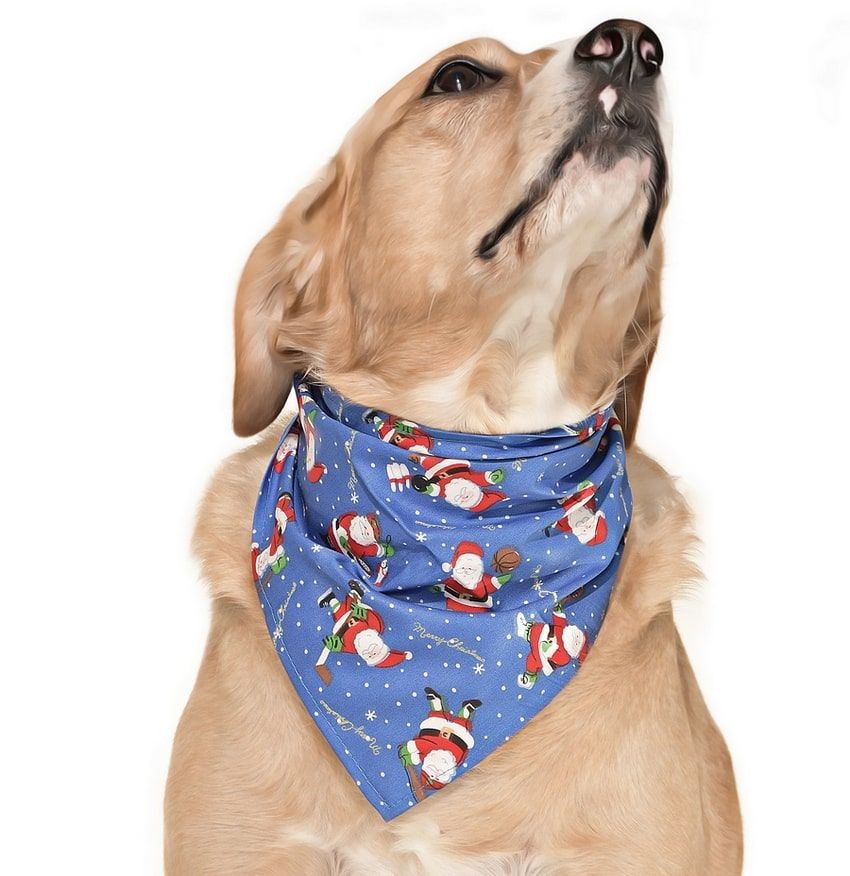 Köpek Bandana / Tarba