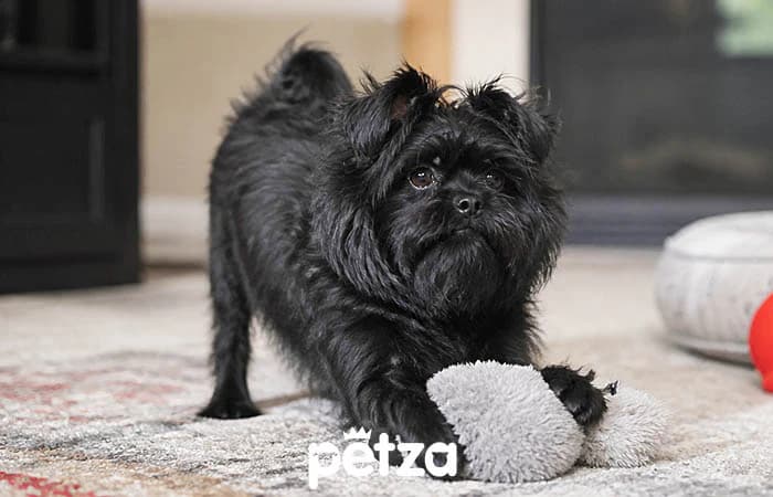 Affenpinscher Köpek Özellikleri