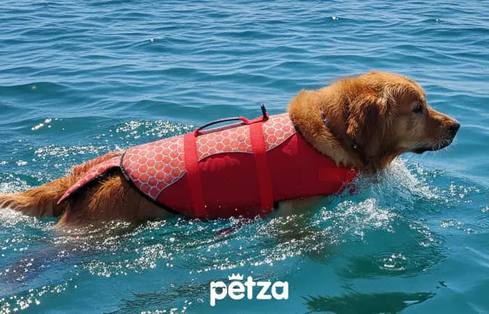 Spark Köpek Can Yeleği - Petza