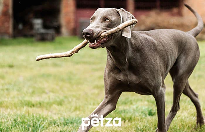 Kedi ve Köpek Sağlığı için Glukozamin
