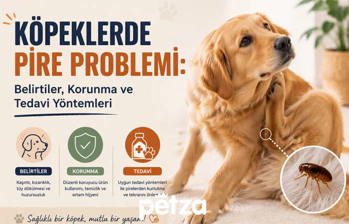 Köpeklerde Pire Problemi
