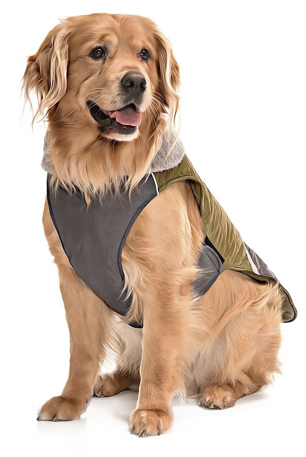 Orta ve Büyük Irk Köpek Mont - Hidra