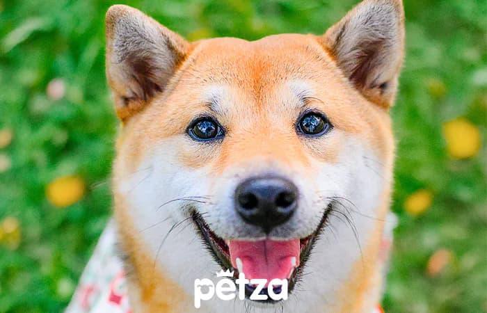 Shiba Inu Köpeği Özellikleri