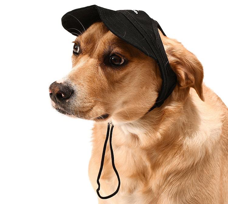 Küçük ve Orta Irk Köpekler için Şapka Japers Siyah