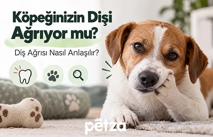 Köpeğinizin Dişi Ağrıyor Mu? Nasıl Anlaşılır?