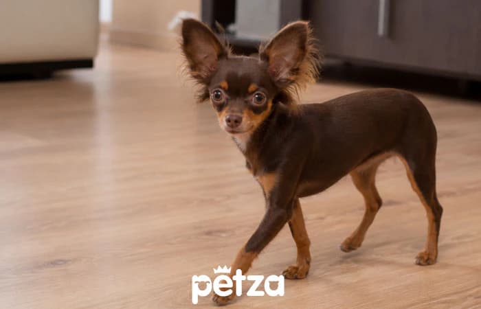 Rus Toy Teriyer Köpeği  - Russian Toy Terrier