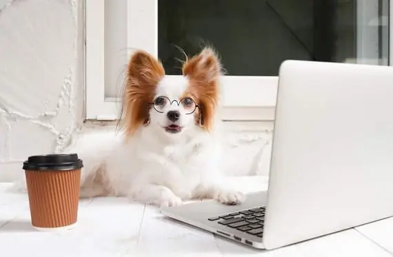 Papillon Köpek Özellikleri
