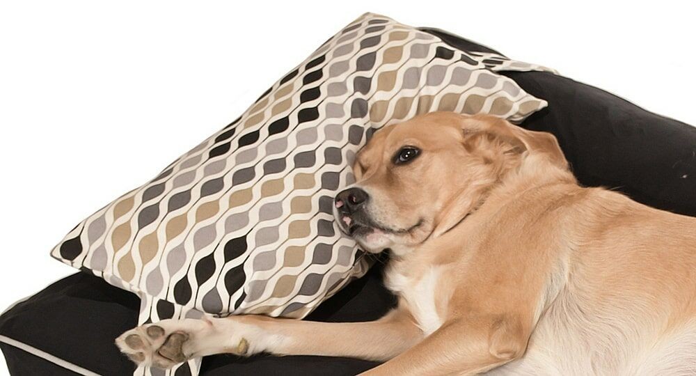 Köpek Yatağı ve Yastık Takımı - Rangu Large