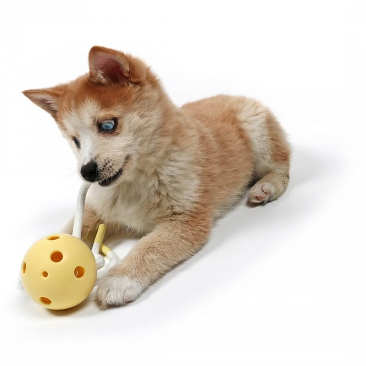 Duvo+Petit Chew Toy Milo  Köpek Oyuncağı Sarı