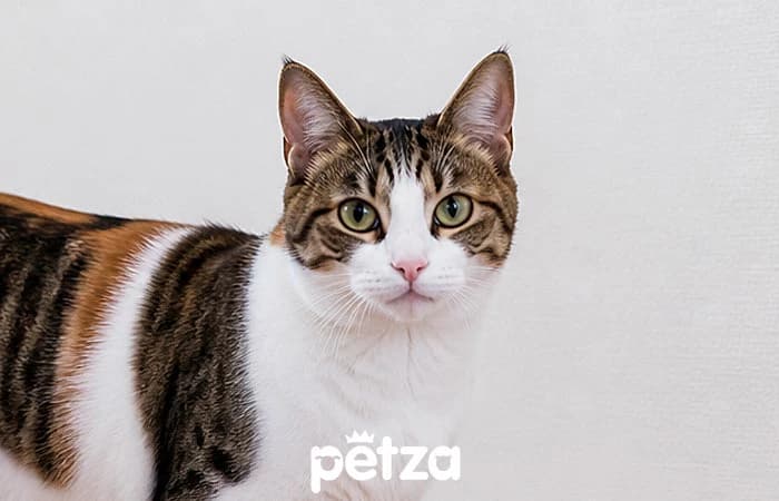 Japon Bobtail Kedisi Özellikleri