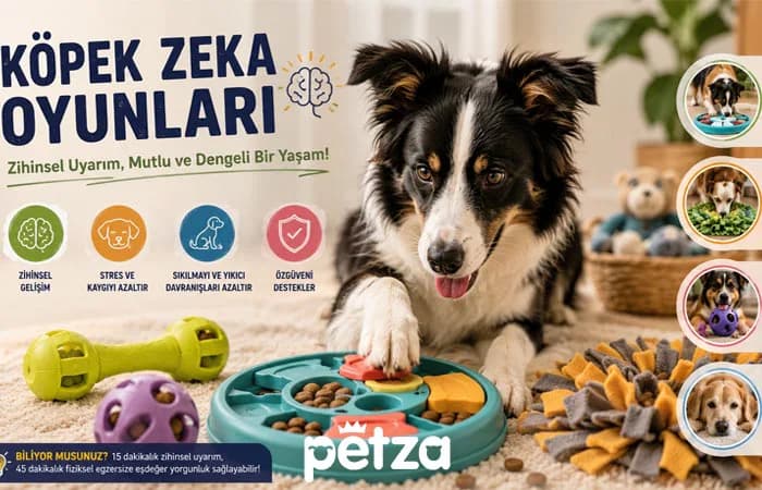 Köpek Zeka Oyunları