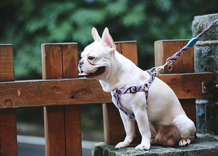 Köpek Göğüs Tasması  Hi Dream Alicante