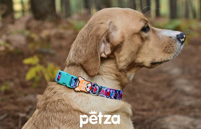 Vipin Köpek Boyun Tasması - Petza
