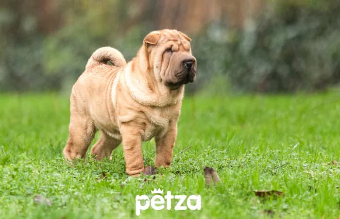 Shar Pei Köpek Özellikleri