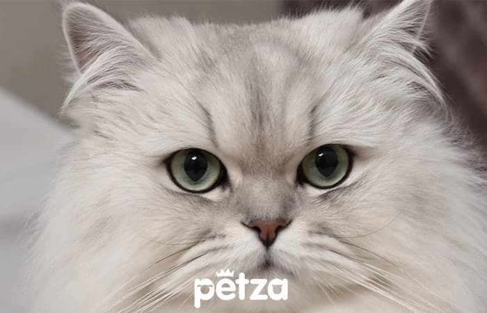 Chinchilla Kedisi Özellikleri