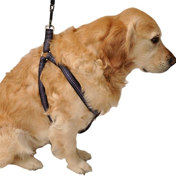 Ufak , Orta ve Büyük Irklar için Göğüs Tasması Lacivert Puantiyeli