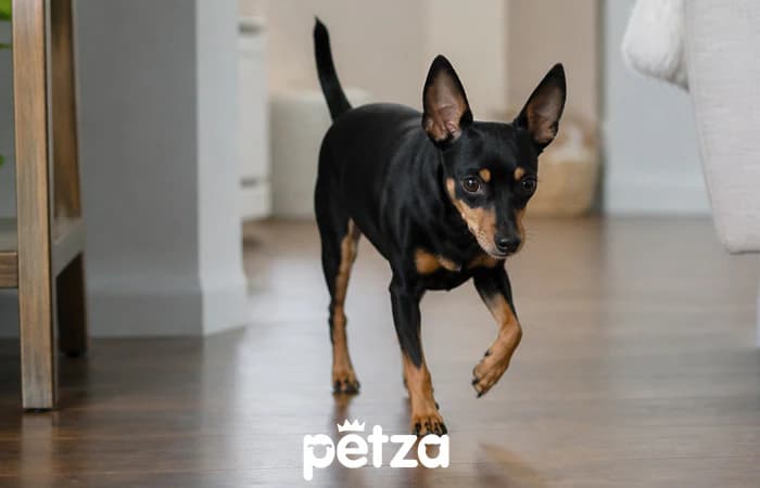 Miniature Pinscher Özellikleri