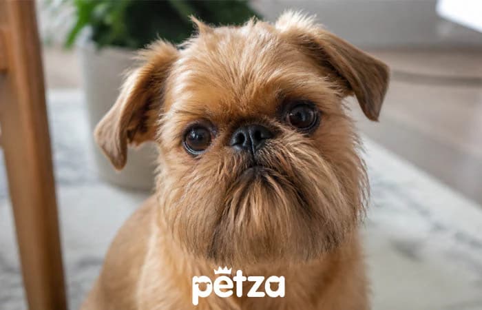 Brüksel Griffon Köpeği Özellikleri