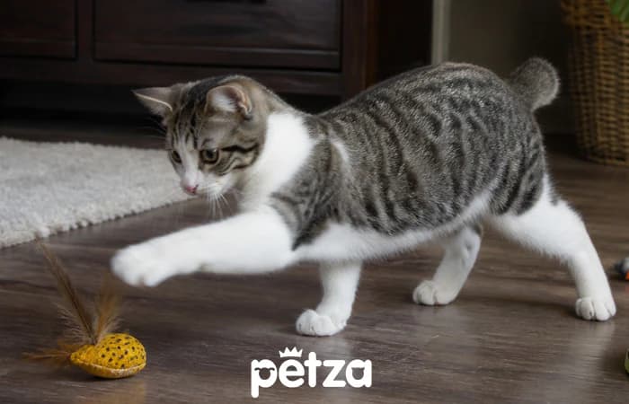 American Bobtail Özellikleri
