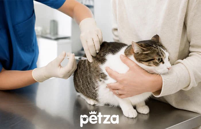 Kedi Karma Aşısı Nedir?