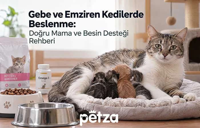 Gebe ve Emziren Kedilerde Beslenme