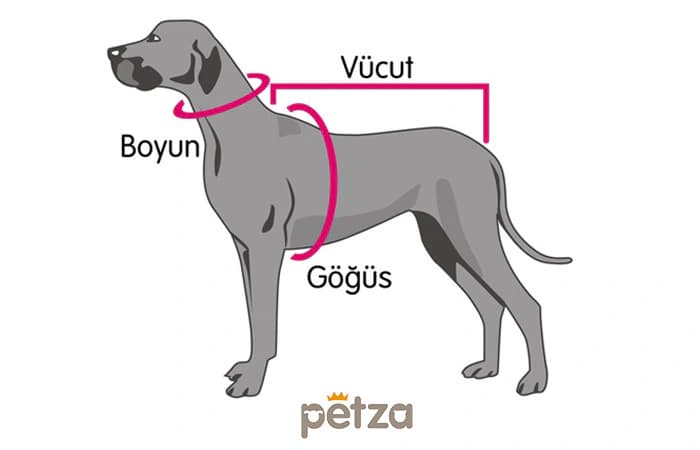 Köpek kıyafeti beden ölçüsü nasıl alınır? Boyun, göğüs ve sırt uzunluğu