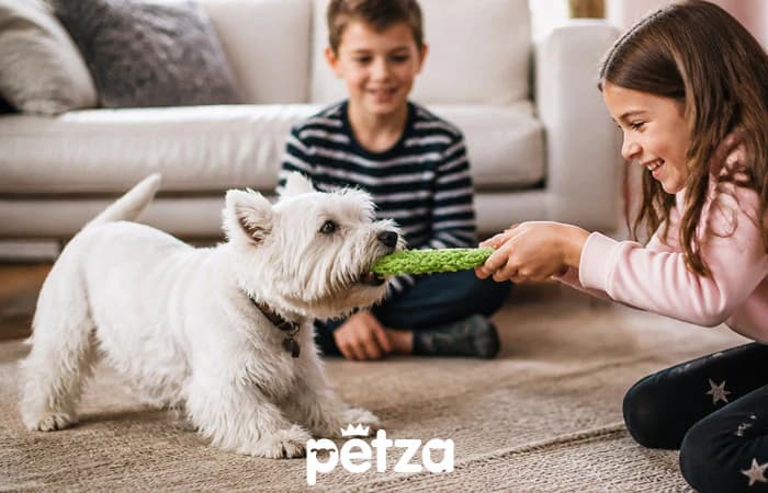 Westie (West Highland White Terrier) Köpek Özellikleri