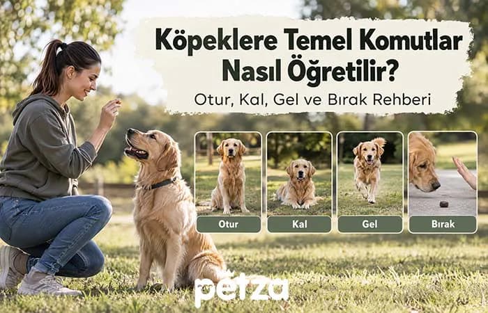 Köpeklere Temel Komutlar Nasıl Öğretilir?